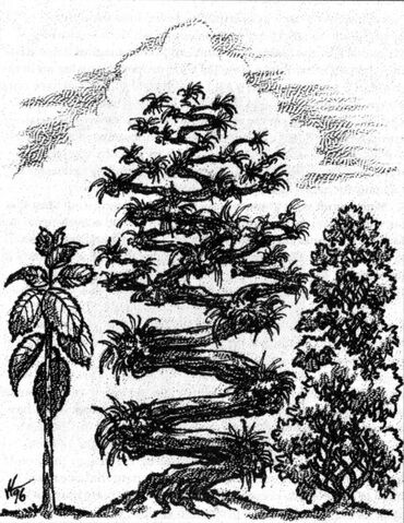 File:SilverbarkSuthVundwood.jpg