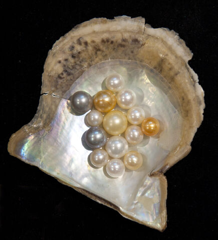 File:Pearl-variety.jpg