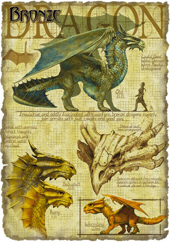 File:Bronze dragon anatomy - Richard Sardinha.jpg