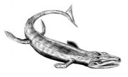 Dakosaurus maximus BW