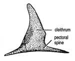 Psarolepis pectoral spine