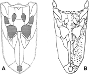 Diplocynodon (Hispanochampsa) Muelleri cranial scheme.Oligocene.Catalonia.Spain