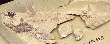 Orestiacanthus ferausi 640