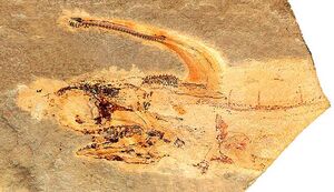 Damocles serratus 640