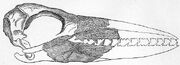 Odontopteryx toliapicus