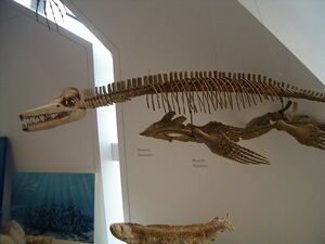 Trinacromerum