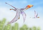 Dimorphodon2DB
