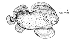 Petalodontiformes