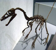 Sinosauropteryxskull