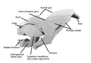 Dunkleosteus skull steveoc