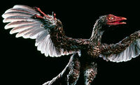 Archaeoraptor liaoningensis