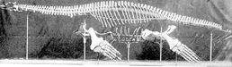 Cryptoclidus