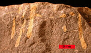 Trypanites01