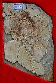 Archaeoraptor