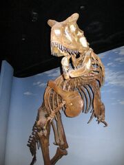 Carnotaurus skeleton