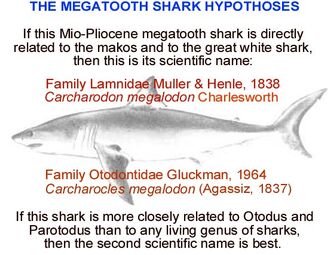 Carcharocleslineagevscarcharodon