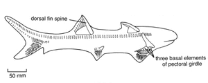 Ctenacanth