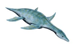 Leptocleidus BW