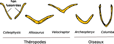 Furcula evolution3