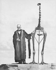 Dinornis1387