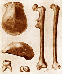 Pithecanthropus-erectus