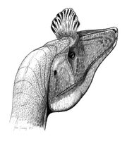 Cryolophosaurus jconway