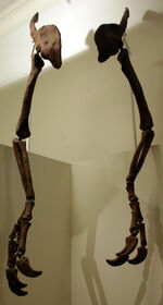 Deinocheirus mirificus