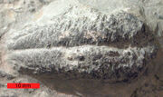 RusophycusOrdovician