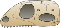 Skull synapsida 1