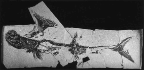 Stethfossil