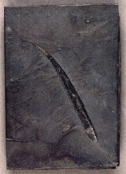 Tristychius spine 1