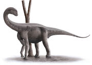 Jobaria tiguidensis steveoc
