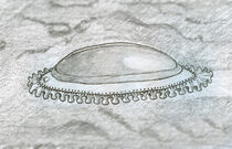 Kimberella-Etching