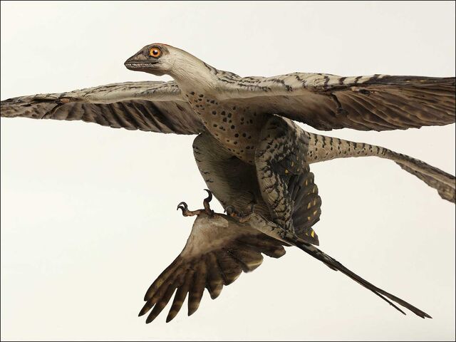 File:Microraptor (2).jpg