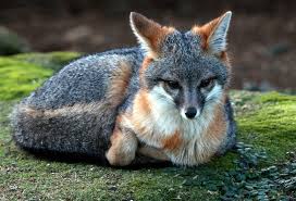 File:Grayfox.jpg