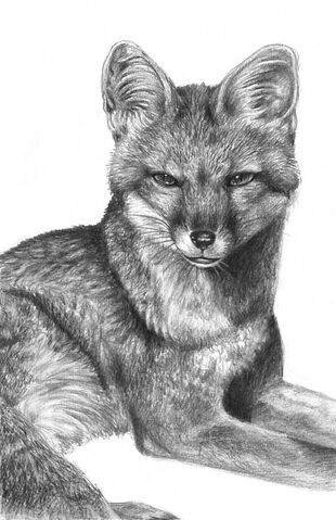File:Grey fox by flowerlark.jpg