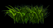 Herbe.png