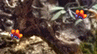 Papillon4.png