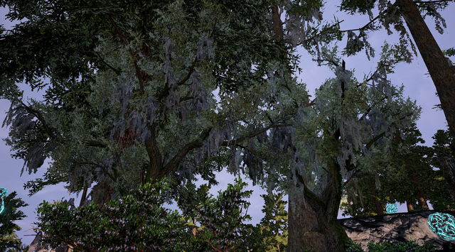 File:Live Oak2.png