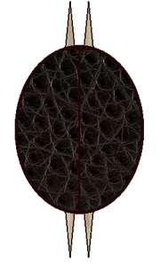 Escudo Ngoàch