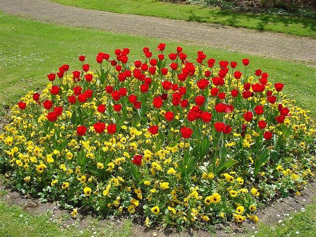 Datei:Blumen rot.jpg