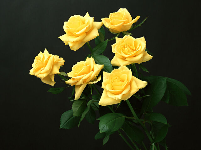 File:Six-roses-wallpapers 5268 1600x1200.jpg
