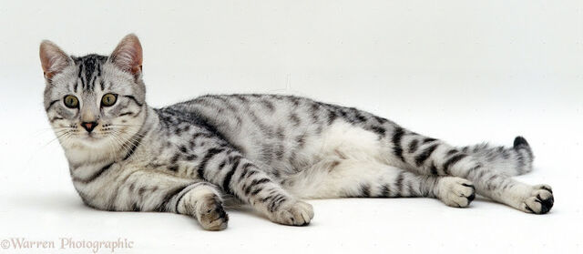 File:16759-Silver-tabby-cat-lying-white-background.jpg