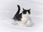 3-cat-in-the-snow