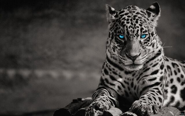 File:JayLeopard.jpg