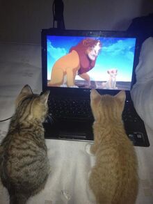 Cats-watching-the-Lion-King