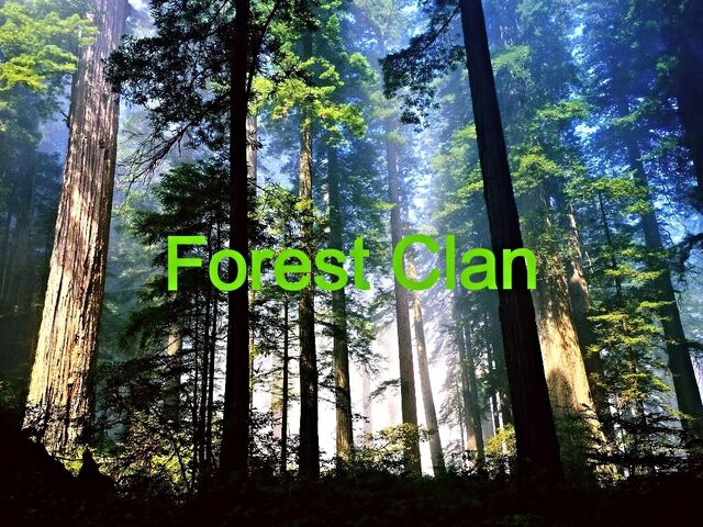 File:Anotherforest.jpg