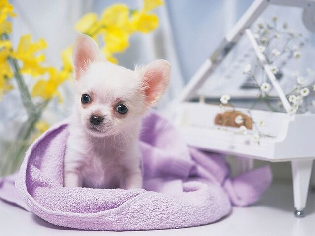 File:Best dog ever.jpg