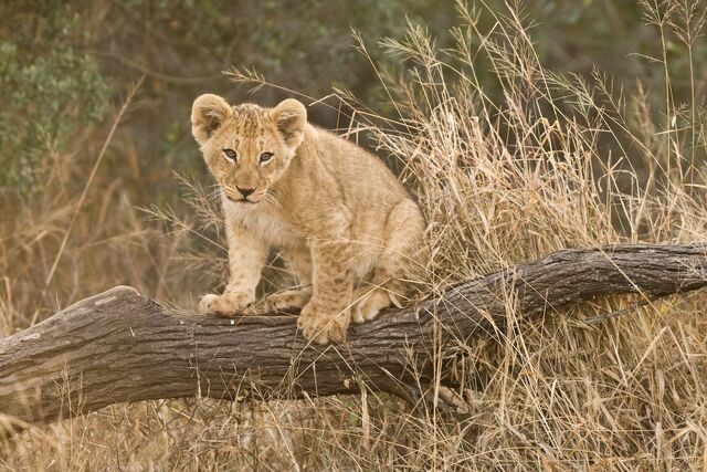 File:0908 lion cub.jpg