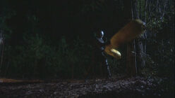 7-4-judy-sleeping-bag-kill 528 poster